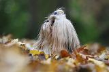 SHIH TZU 208